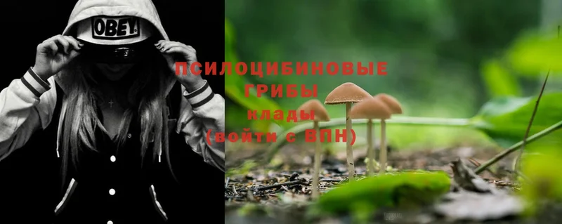 Псилоцибиновые грибы Psilocybine cubensis  Артёмовск 